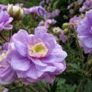 20 Seeds Geranium 