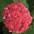 20 Seeds Geranium Rose Red Rosebud Hybrid Fresh Seeds