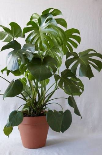 200 Seeds Green Palm Turtle Leaves Monstera Fresh Seeds