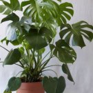 200 Seeds Green Palm Turtle Leaves Monstera Fresh Seeds