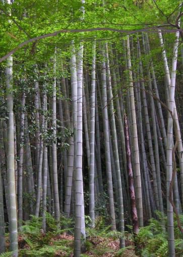 80 Seeds Bamboo Huge Mao Bamboo Bonsai Phyllostachys Pubescens Fresh Seeds