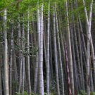 80 Seeds Bamboo Huge Mao Bamboo Bonsai Phyllostachys Pubescens Fresh Seeds