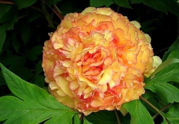 10 Seeds Rare Jin Ge Japanese Tree Peony Fresh Seeds