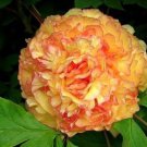 10 Seeds Rare Jin Ge Japanese Tree Peony Fresh Seeds