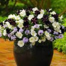 200 Seeds Pixie Dust Combination Petunia Annual Bonsai Flower Fresh Seeds
