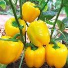 20 Seeds Anhui Yellow Cluster of Sweet Pepper F1 Fresh Seeds