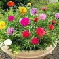 400 Seeds Rare Colorful Portulaca Grandiflora Flowers Fresh Seeds