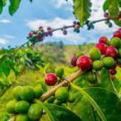 20 Seeds Heirloom Colorful Coffee Bean Fresh Seeds