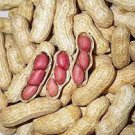 10 Seeds Heirloom Carwile
