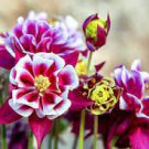 100 Seeds Mixed PurpleGreenWhiteRed Columbine Double Flowers Fresh Seeds