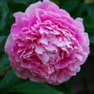 10 Seeds Peony Light Pink Big Flowering Flower Fresh Seeds