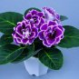200 Seeds 9 Colors Gloxinia Bonsai Sinningia Gloxinia Flower Fresh Seeds