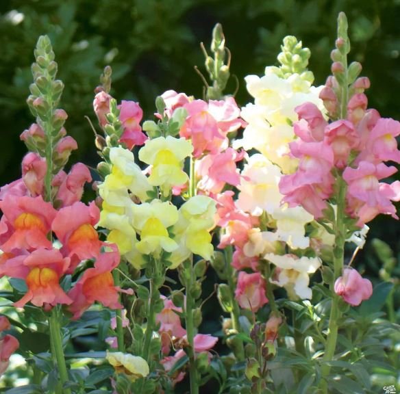 100 Seeds Rare Colorful Snapdragon Flower Mixed Antirrhinum Majus Fresh Seeds