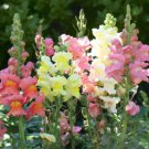 100 Seeds Rare Colorful Snapdragon Flower Mixed Antirrhinum Majus Fresh Seeds