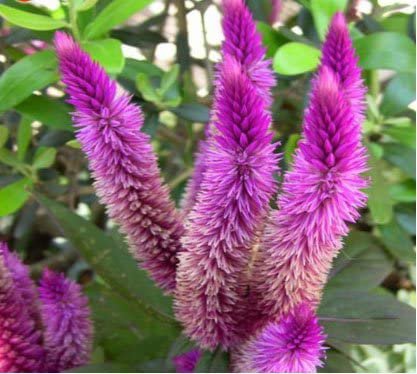 400 Seeds Purple Flamingo Cockscomb Fresh Seeds