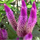 400 Seeds Purple Flamingo Cockscomb Fresh Seeds