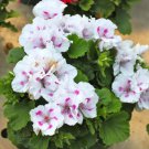 20 Seeds Geranium Purely White Petals with Purple Spot Fresh Seeds