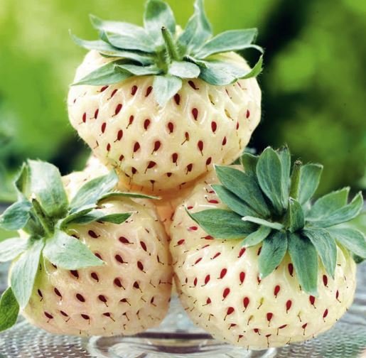 40 Seeds Strawberry Cream White Sweet Fruit Fresh Seeds