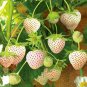 40 Seeds Strawberry Cream White Sweet Fruit Fresh Seeds