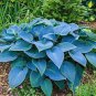 200 Seeds Colorful Hosta Flores Bonsai Fresh Seeds