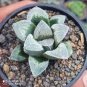 10 Seeds Haworthia Truteriorum Hybrids Gray Semilucent White Bonsai Fresh Seeds