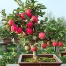 20 Seeds Bonsai Apple Tree Seeds Garden Outdoor Fruit Plant Fresh Seeds