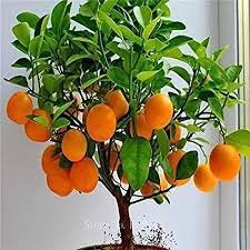 40 Seeds Orange Bonsai Potted Fruit Tree Fresh Seeds