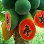 12 Seeds Hainan Red Papaya Green Skin Fruit Fresh Seeds