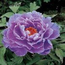 10 Seeds Heirloom Purple Chinese Peony Flower Fresh Seeds