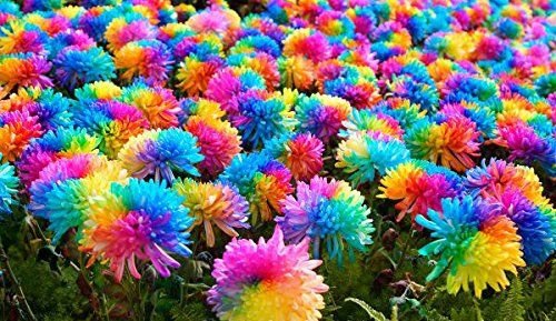 40 Seeds Rainbow Chrysanthemum Flower Fresh Seeds