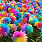 40 Seeds Rainbow Chrysanthemum Flower Fresh Seeds