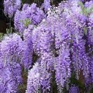 200 Seeds Variety Purple Wisteria Fragrant Flower Fresh Seeds