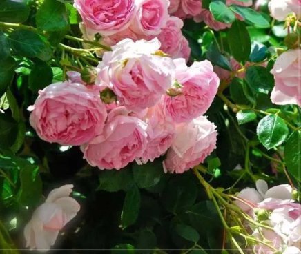 100 Seeds Rose Heirloom Climbing Flower Fresh Seeds