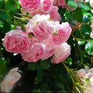 100 Seeds Rose Heirloom Climbing Flower Fresh Seeds