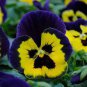 200 Seeds Pansy Seeds Wavy Viola Tricolor Flower Fresh Seeds