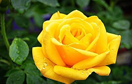 100 Seeds Heirloom Yunnan Yellow Rose Perennial Shrub Plant Fresh Seeds