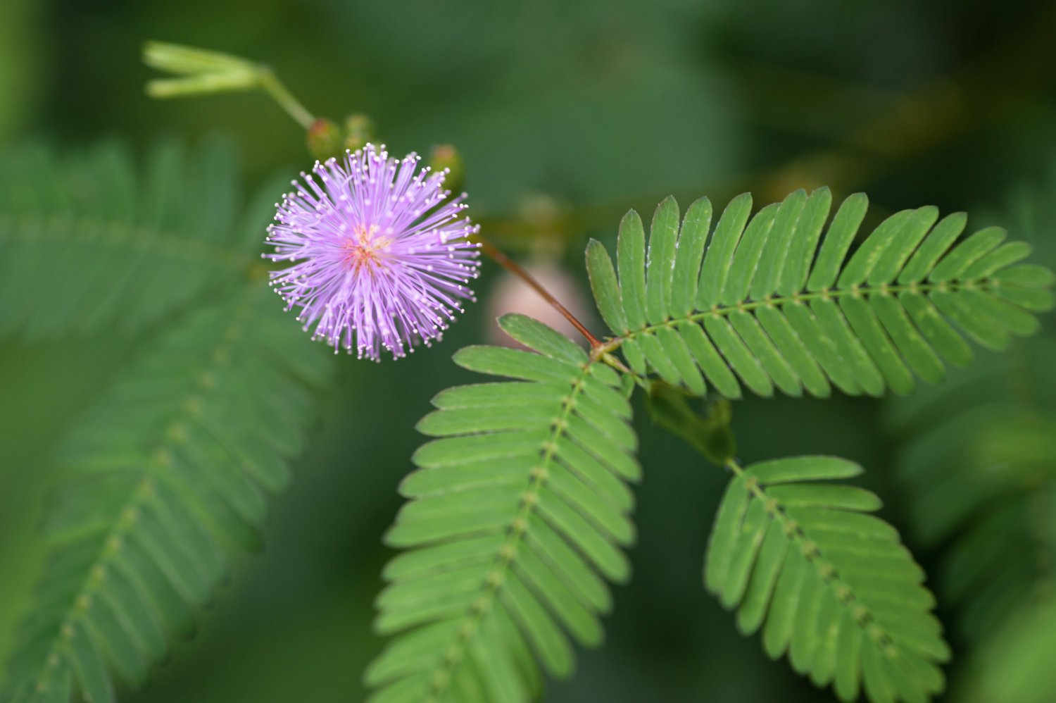 70 Seeds Mimosa Pudica Sensitive Plant Foliage Fresh Seeds