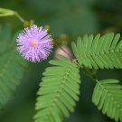 70 Seeds Mimosa Pudica Sensitive Plant Foliage Fresh Seeds