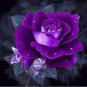 100 Seeds Rare Purple European Rose Fresh Seeds