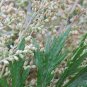 200 Seeds Heirloom Herbs Plant Mugwort Fresh Seeds