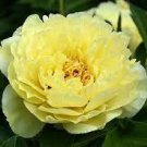 10 Seeds Heirloom Light Fragrant Yellow Peony Flower Fresh Seeds