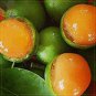 200 Seeds Lemon Sweet Spanish Lime Fruit for Garden Fresh Seeds