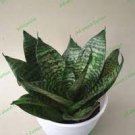 200 Seeds Colorful Sansevieria Seeds for Indoor Plants Fresh Seeds