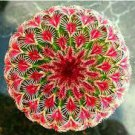 200 Seeds Echinopsis Tubiflora Cactus Succulents Bonsai Fresh Seeds