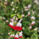 200 Seeds Salvia microphylla 'Hot Lips' Bonsai Potted Plant Fresh Seeds