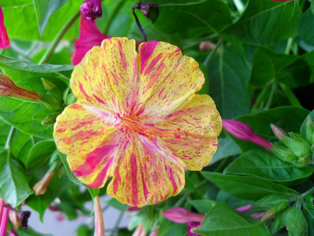 40 Seeds Marvel of Peru Unique Four O'Clock Striped Flowers Fresh Seeds