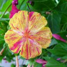 40 Seeds Marvel of Peru Unique Four O'Clock Striped Flowers Fresh Seeds