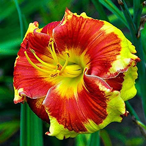 400 Seeds Mixed Tawny Daylily Flowers for Garden Fresh Seeds