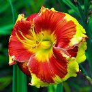 400 Seeds Mixed Tawny Daylily Flowers for Garden Fresh Seeds