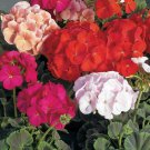 60 Seeds Mixed Geranium 8 Color Varieties for Garden Fresh Seeds